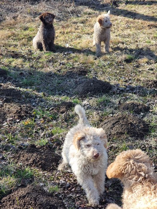 Lagotto își caută stăpân