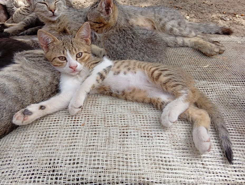 Pisici Spre Adopție