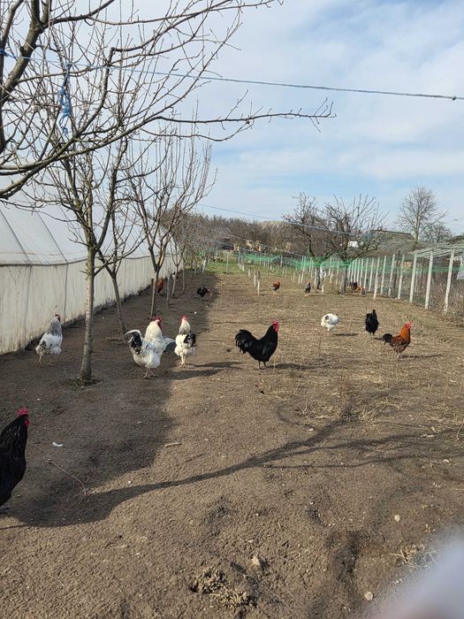 Vând cocoși :Sussex, Plymouth Rock Barat, Australop, New Hampshie.