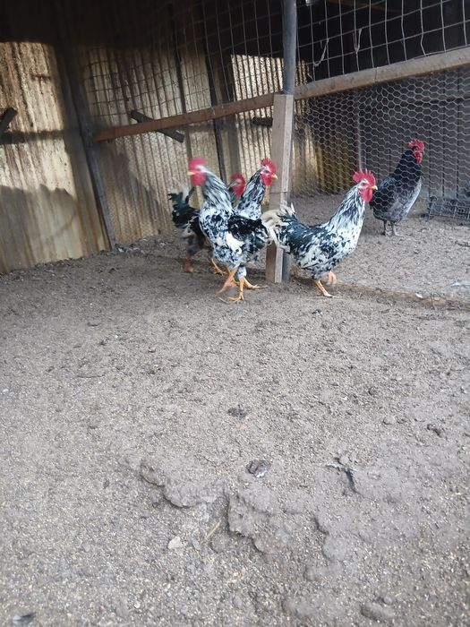 Cocoși de diferite rase