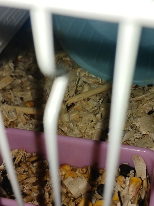 Джунгарский хомячок