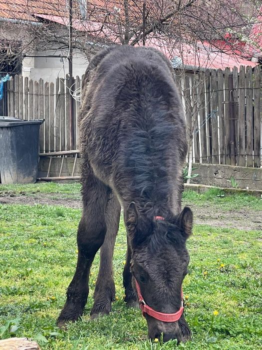 Iapa si manz De vânzare sau la schimb: 0746390052