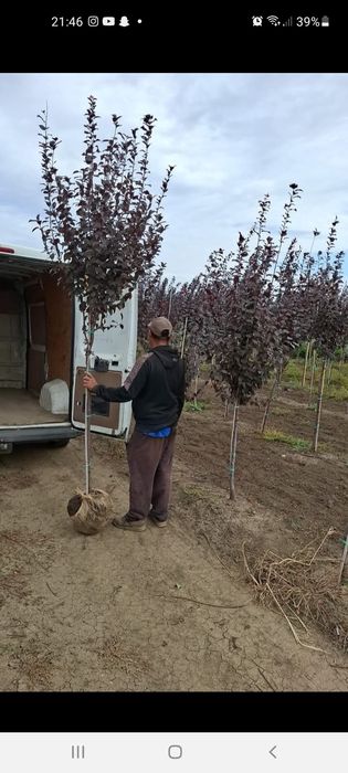 Copaci de vanzare Mesteacăn  Tei Platan Leylandii