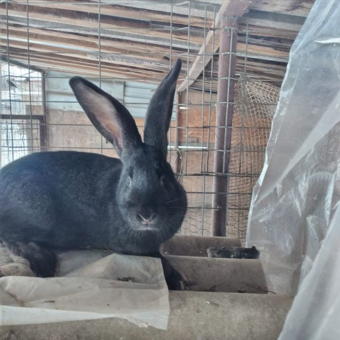 Vînd femelă uriaș german