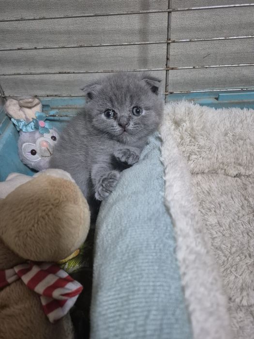 Вислоухая кошечка