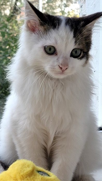 Котенок ищет дом