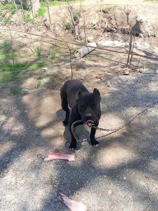 Uy kurikchisi it pidbul staf