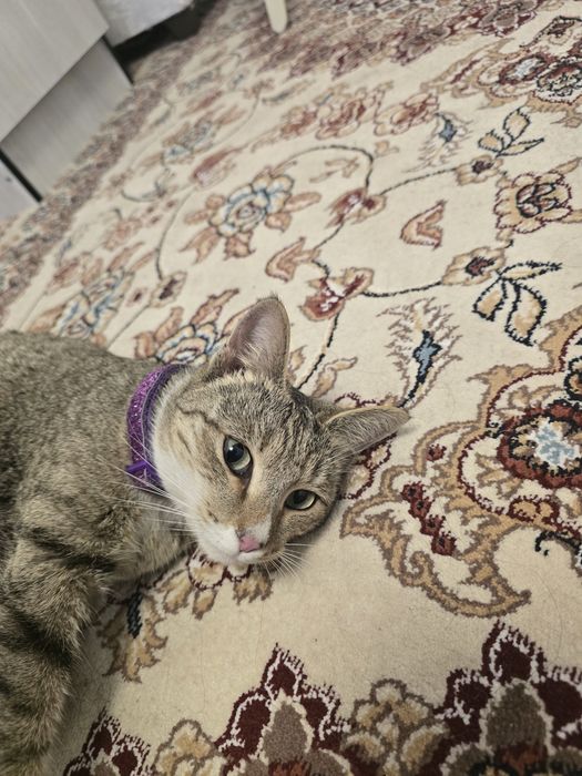 Срочно! Отдам в самые добрые руки ласковую кошечку (бесплатно)