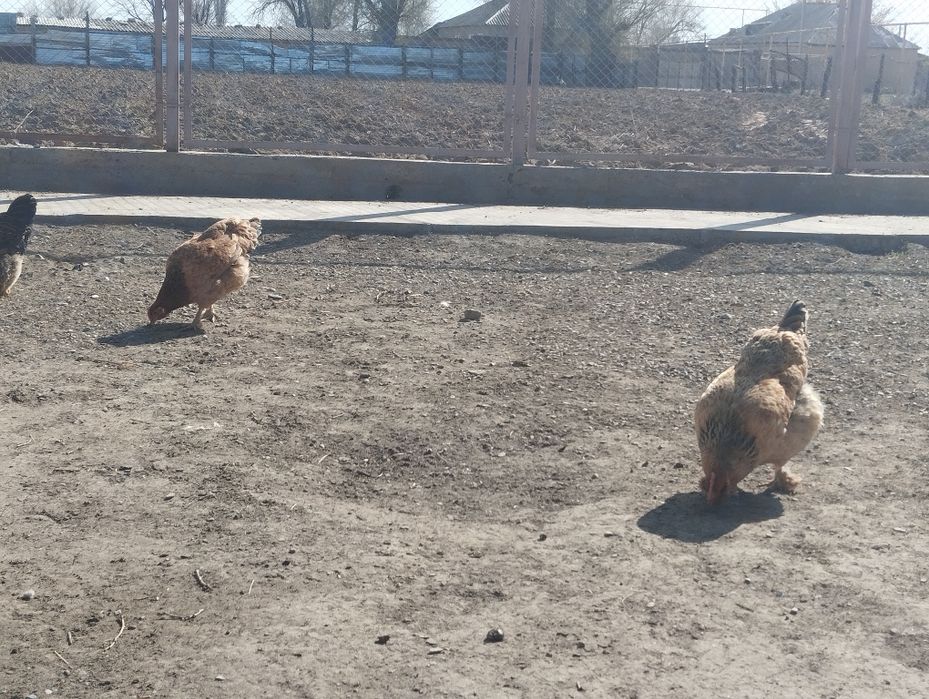 Тауыктар сатылады