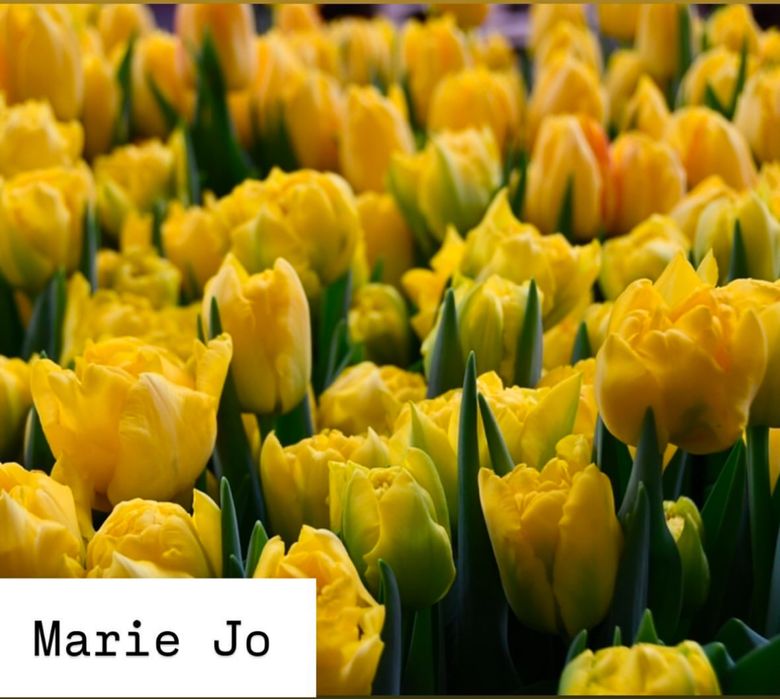 Тюльпаны оптом из собственной теплицы