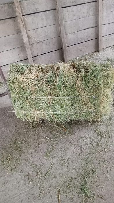 Жоңышқа дала шөп