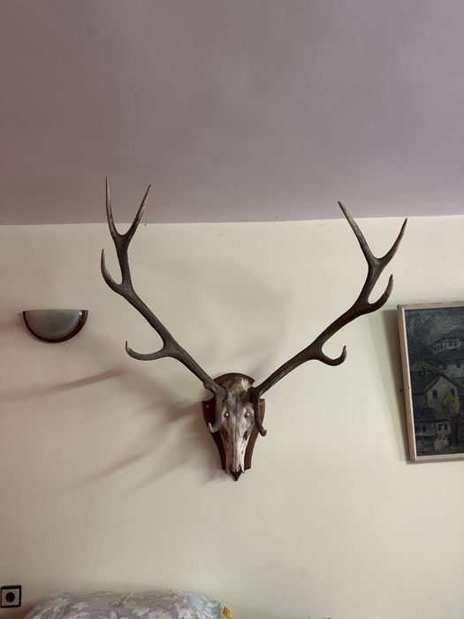 Истински Масивни Еленови Рога с Череп