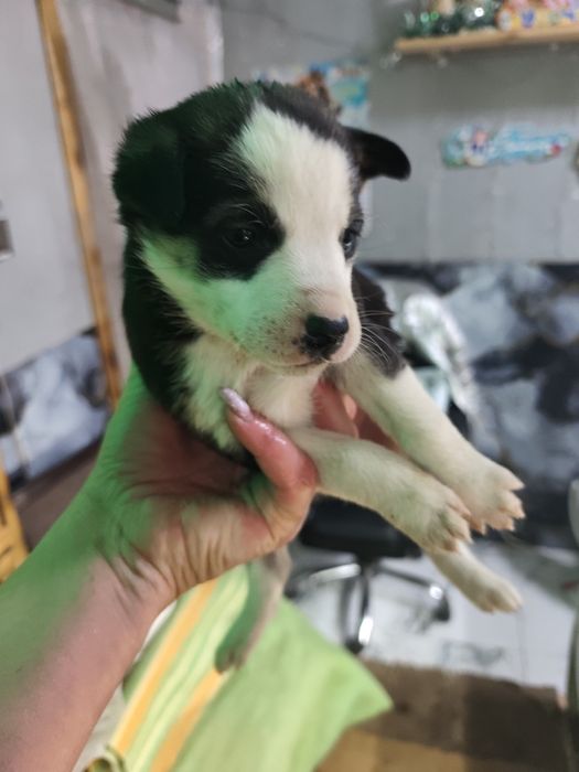 Ищут дом 2 девчонки!