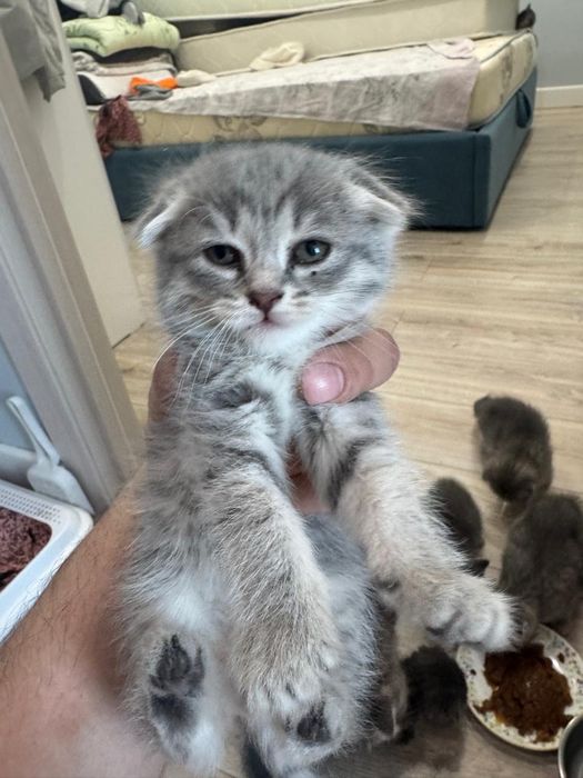 Котята шотландские