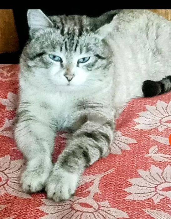 Потерялся кот в рабочем.
