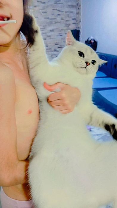 Продам чистоплотного, чистокровного котика 8 мес серебристую шиншиллу