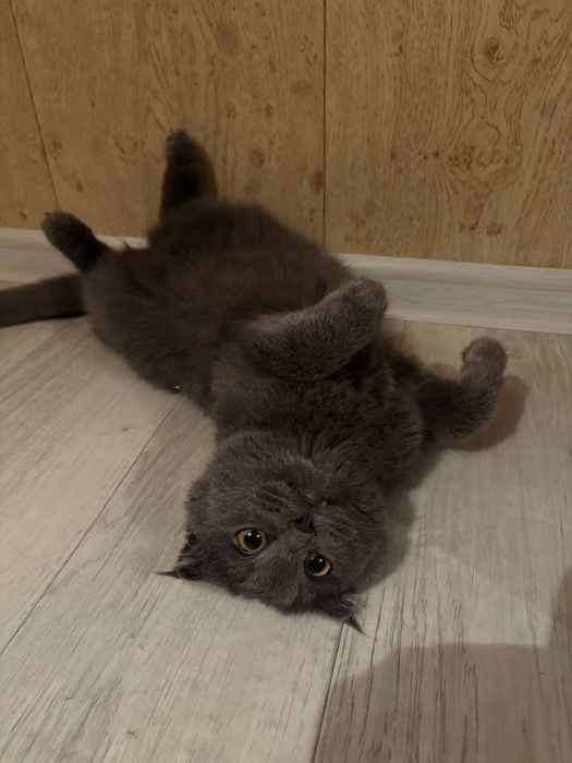 Британец  кот мальчик