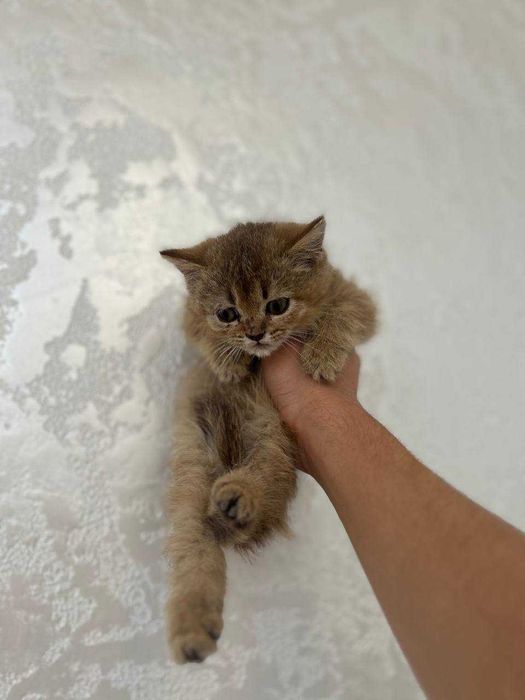 Золотая шиншилла