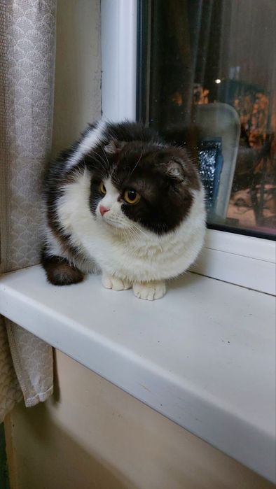 Вислоухая девочка