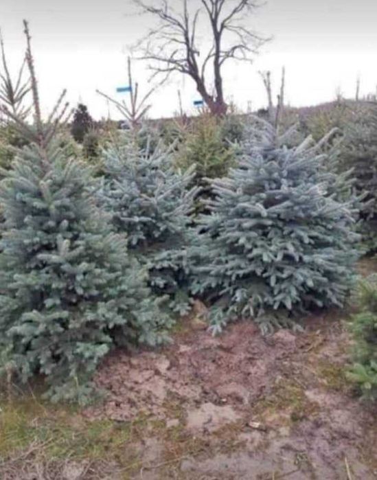 Arbori Decorativi Sănătoși – Proaspăt Scoși din Pepinieră