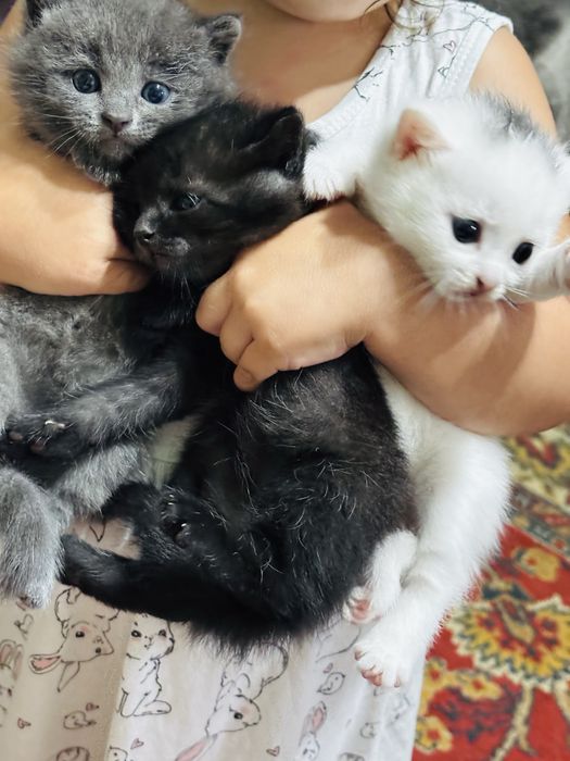 Котята 1мес 1 мальчик две девочки