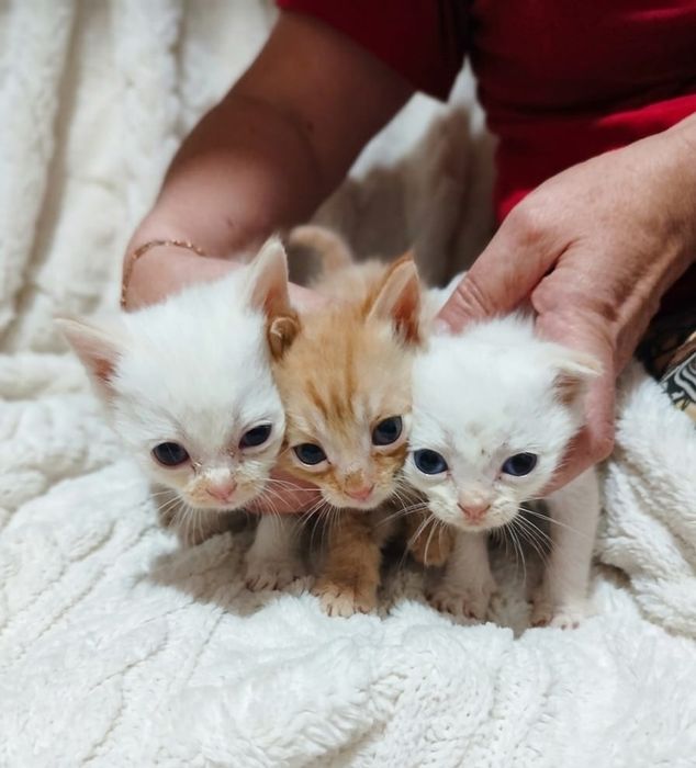 Отдам котят добрым людям