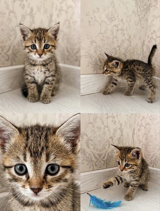 Очаровательная кошка