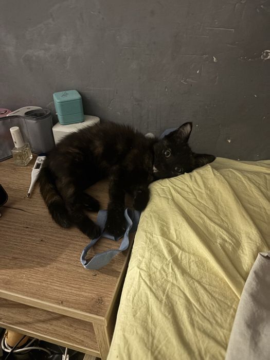 Котенок в добрые руки