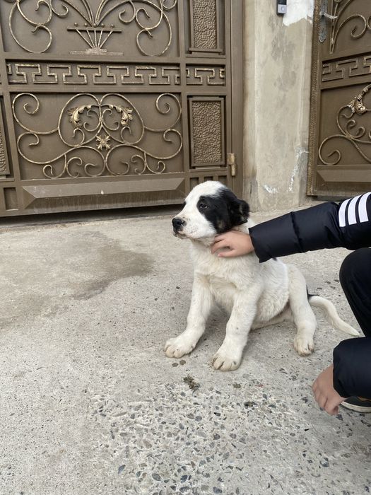 Алабай щенки 2 месяца