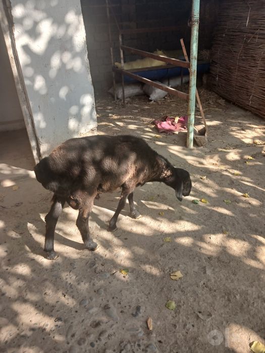 Qozi qochqorlar bor