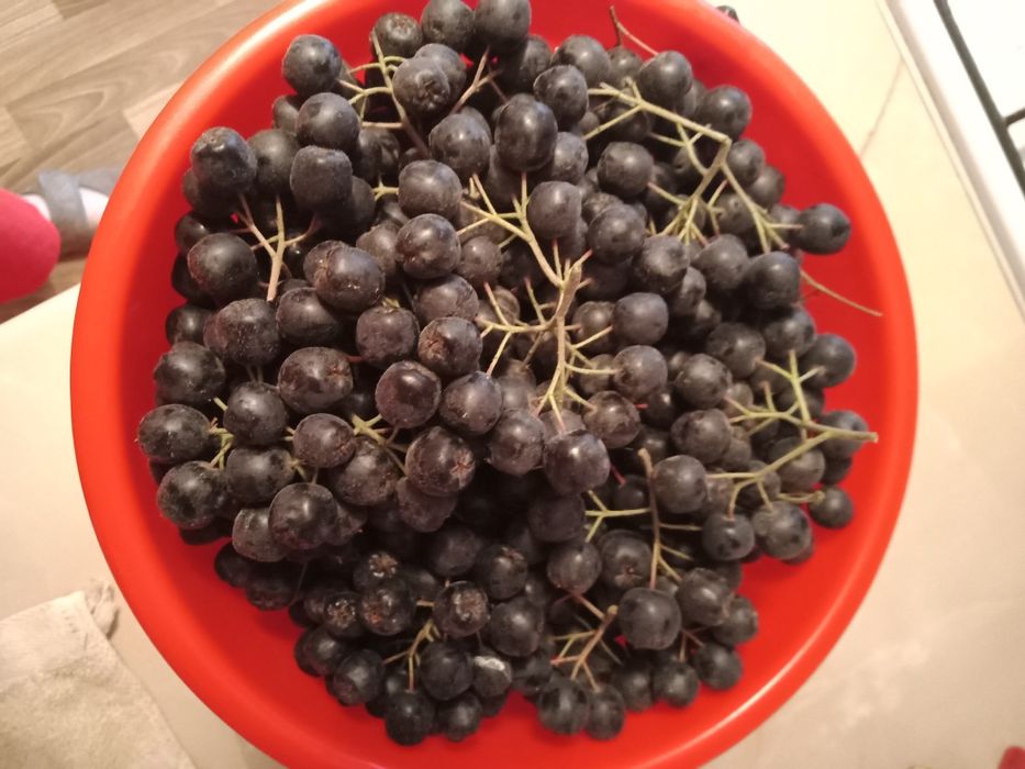 Продам черноплодную рябину