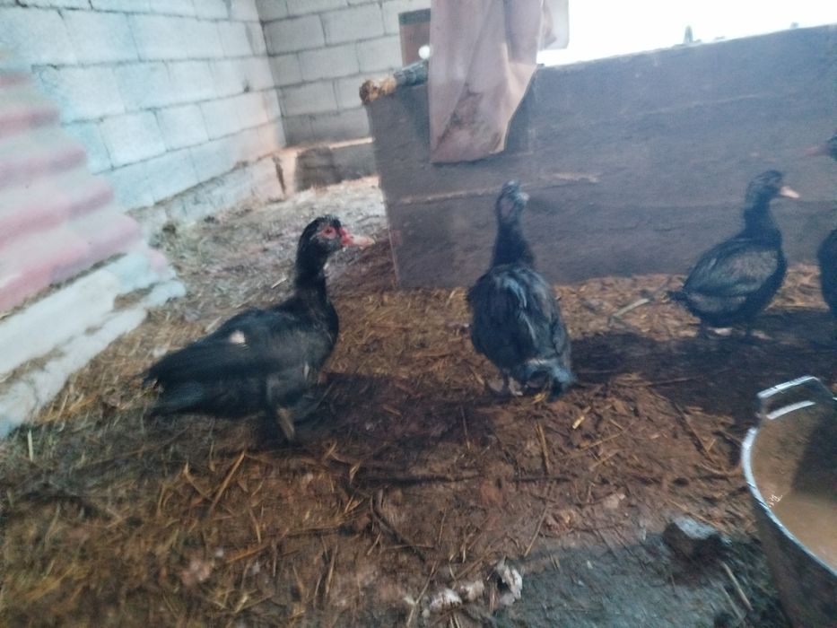 Урдак утка индийски