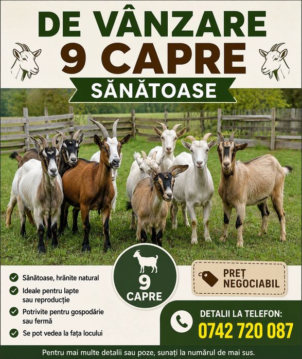 Vând 9 capre sau schimb cu oi. Detalii la tel 0742720087