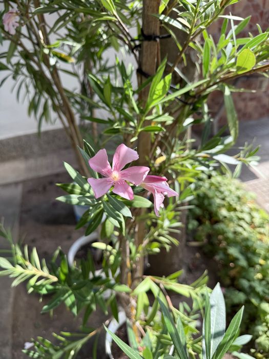 Зокум / Олеандър 5 бр