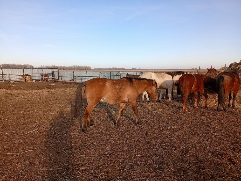 Селхоз животнии..