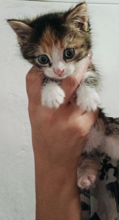 Отдам в добрые руки котят.