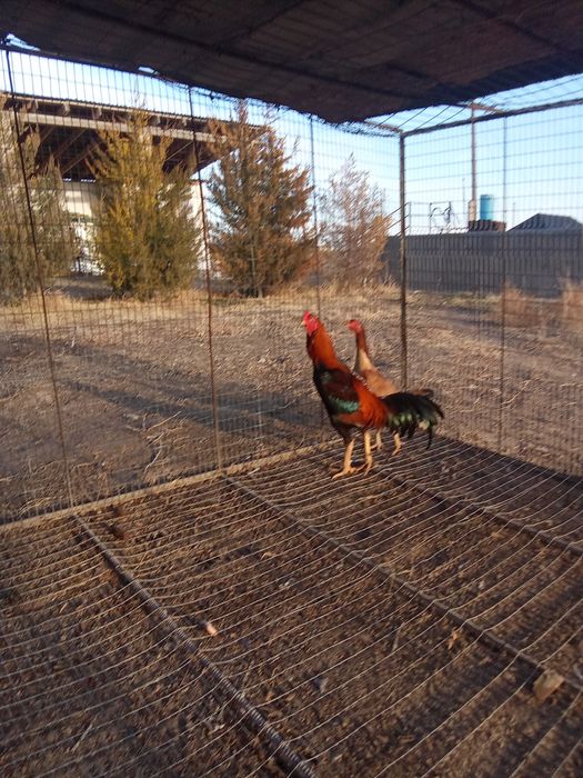 Дакан қораз сатыладыыы