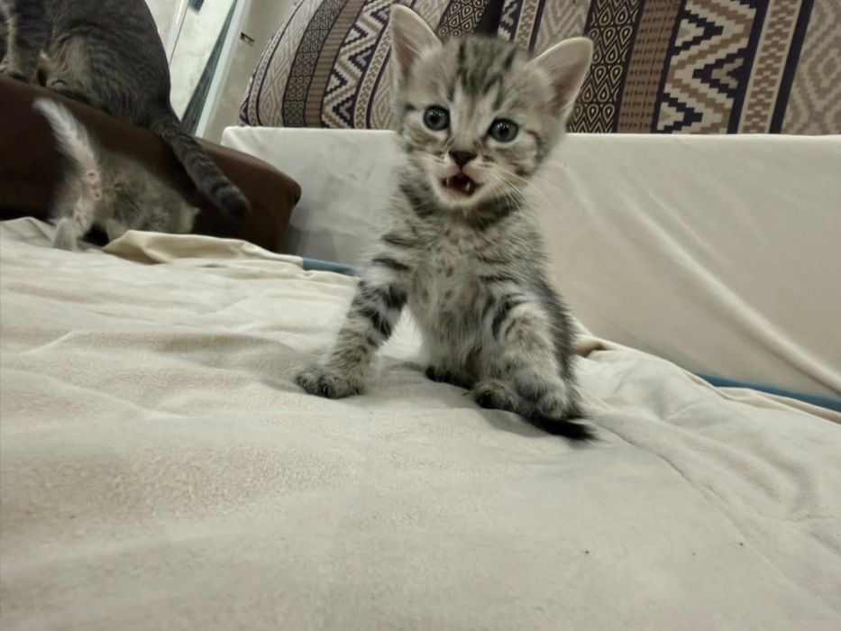 Котята шатланские вислоухие