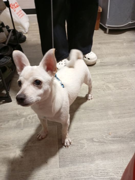 Продам щенка породы чихуахуа (кабель)