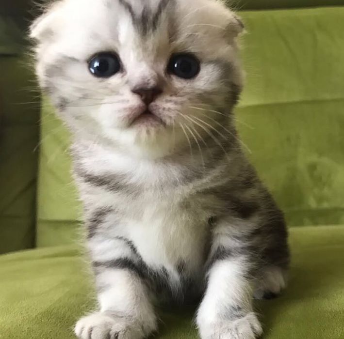Шотландские котята