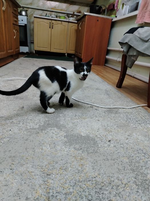 Мысық тегін беремін