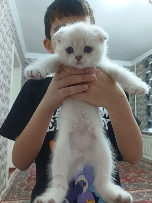 скоттиш фолд серебристый шиншилла