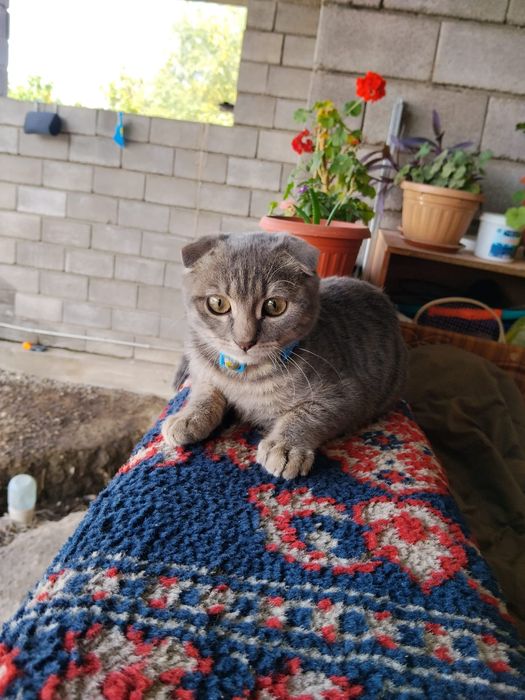 Кошка веслоухая Мурка серая