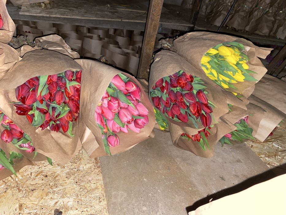 Местные Тюльпаны по СУПЕР цене!