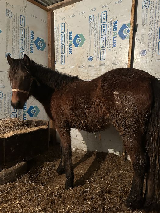 тай сатылады соғымға ұрғашы