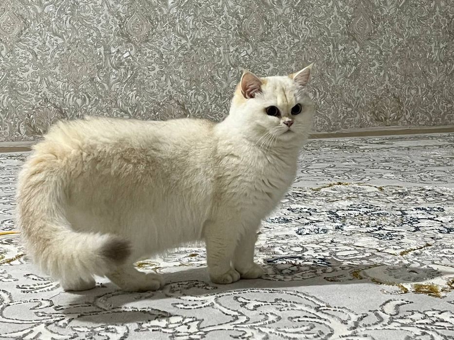 Бритаснский эксклюзив