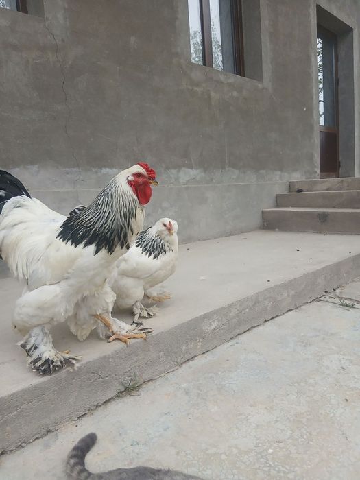 Brama tovuq xoʻroz sotiladi