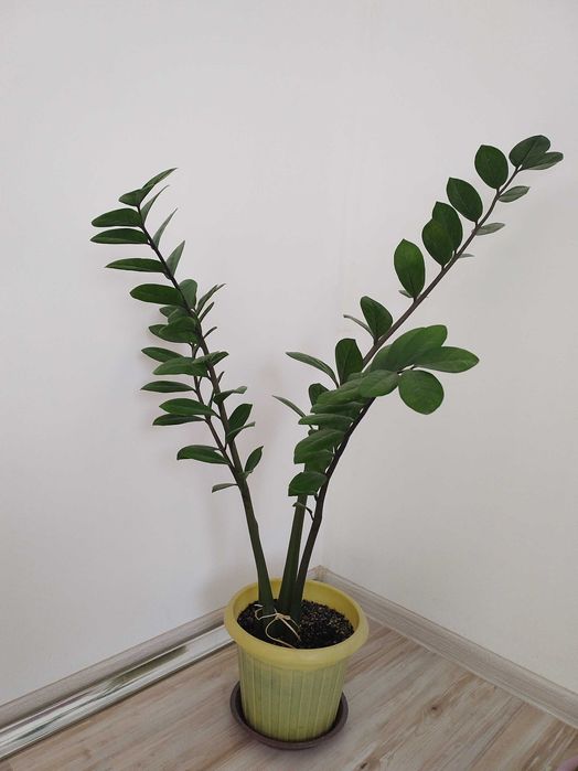 Продаются Домашние цветы Замиокулькас.