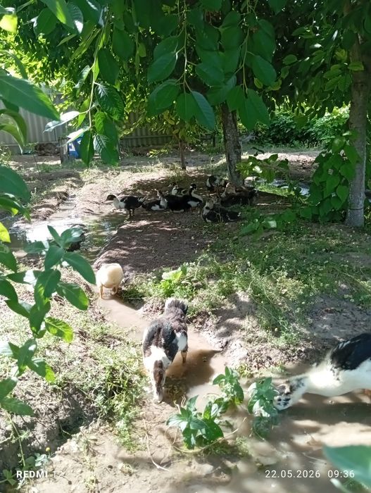 Продаю индоуток  двух месяца