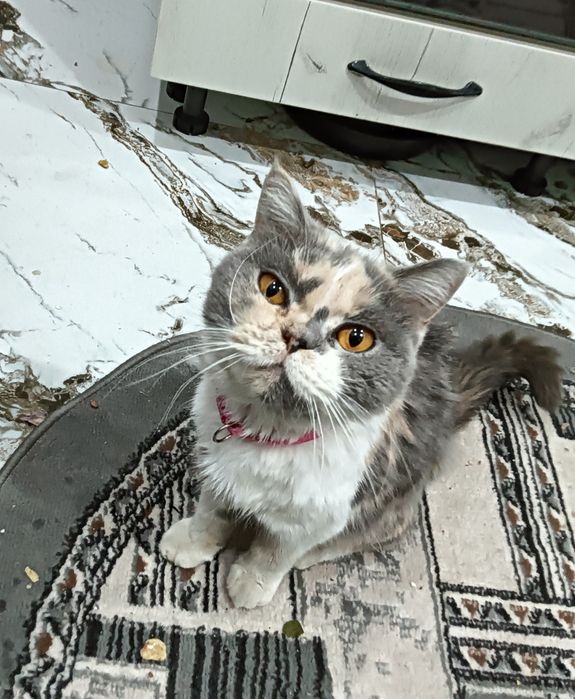 Кошку дарам отдам
